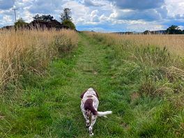 Dog loved walking in the field