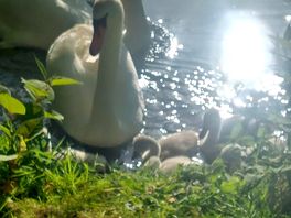 Amazing wildlife