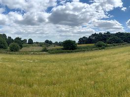 Mown pitches in the long grass