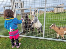 Little friendly goats