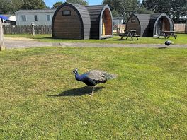 Peacock roaming