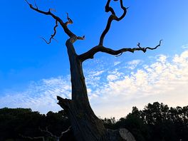 Tree at lake