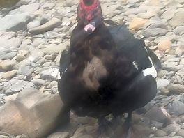 Ugly duck but very friendly