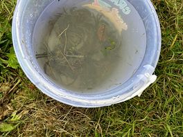 Fishing for crabs on site