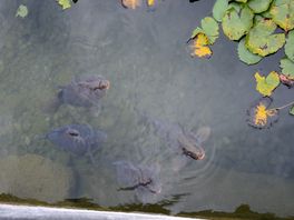 Fish in the lake