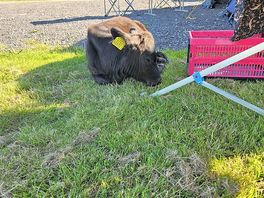 Patsie cowcow, she is the most adorable little cow, she loves lettuce and cuddles