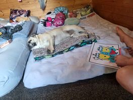Dog friendly. tired little trooper!