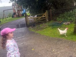 Walk to see the chickens