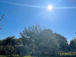 The orchard