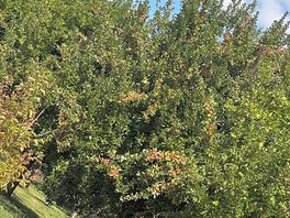 Orchard view