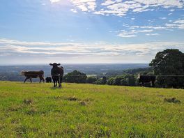 Cows