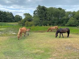 Ponies