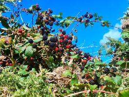 Blackberries