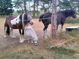 Horses