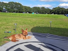 Dog friendly hes well chilled!