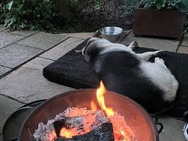 Everyone including the dog super chilled
