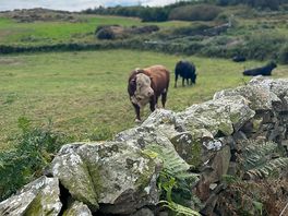 Local neighbours
