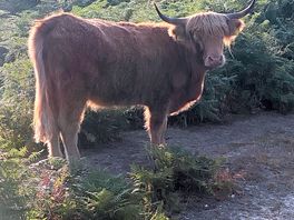 New forest resident