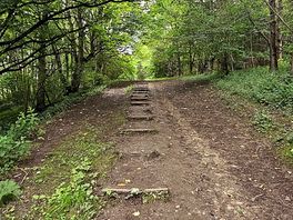 Woods