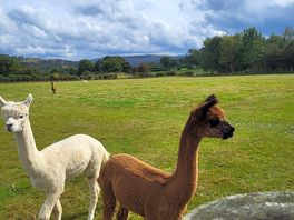 On site alpacas great little touch