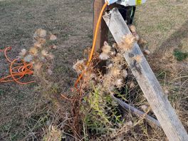 Weeds and thistle