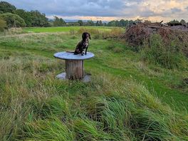 Dog walking field