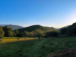 Orchard