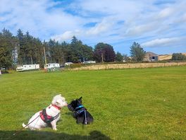 Our two dogs relaxing outside the tent enjoying the peace and quiet across from dog field.
