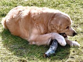 Ziggy had het ook erg naar zijn zin!
