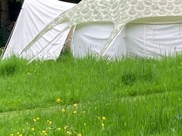 Buttercups and belle tents
