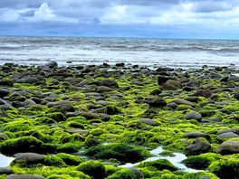 Rock pooling