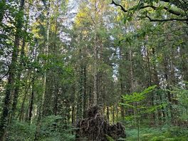 Woodland walk