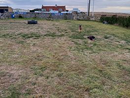 Doggy park