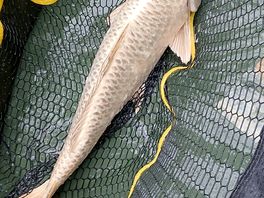 Beautiful silver carp