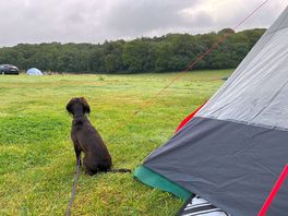 A dog enjoying the view and watching the sheep