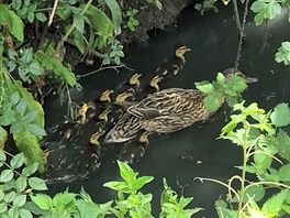 Mummy and babies