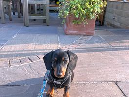 Photo of our dog as dog friendly