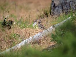Meadow pipit at