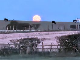 Harvest moon
