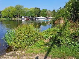 Riverbank in front of the site