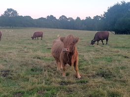 🐮