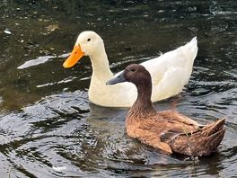 Ducks