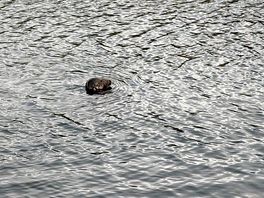 Seal