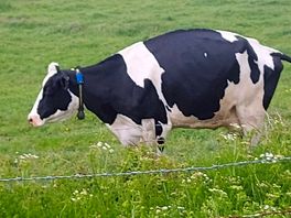 Our neighbours
