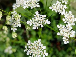 Flowers along the footpath
