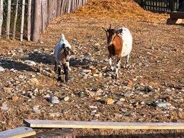 Goats!