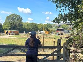 View of the farm animals