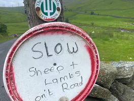 Sheep on rd