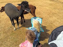 Meeting the alpacas!