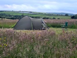 Pitch in the wild meadow.